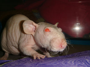 Rat.jpg